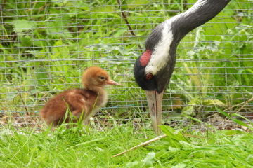 WWT common crane chick May 2022 (3).JPG